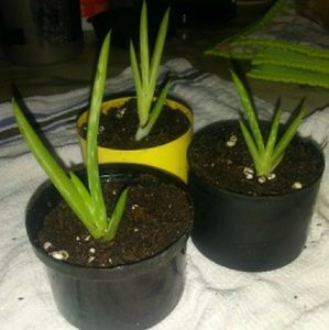 "Aloe vera"1=$8. 2=12
